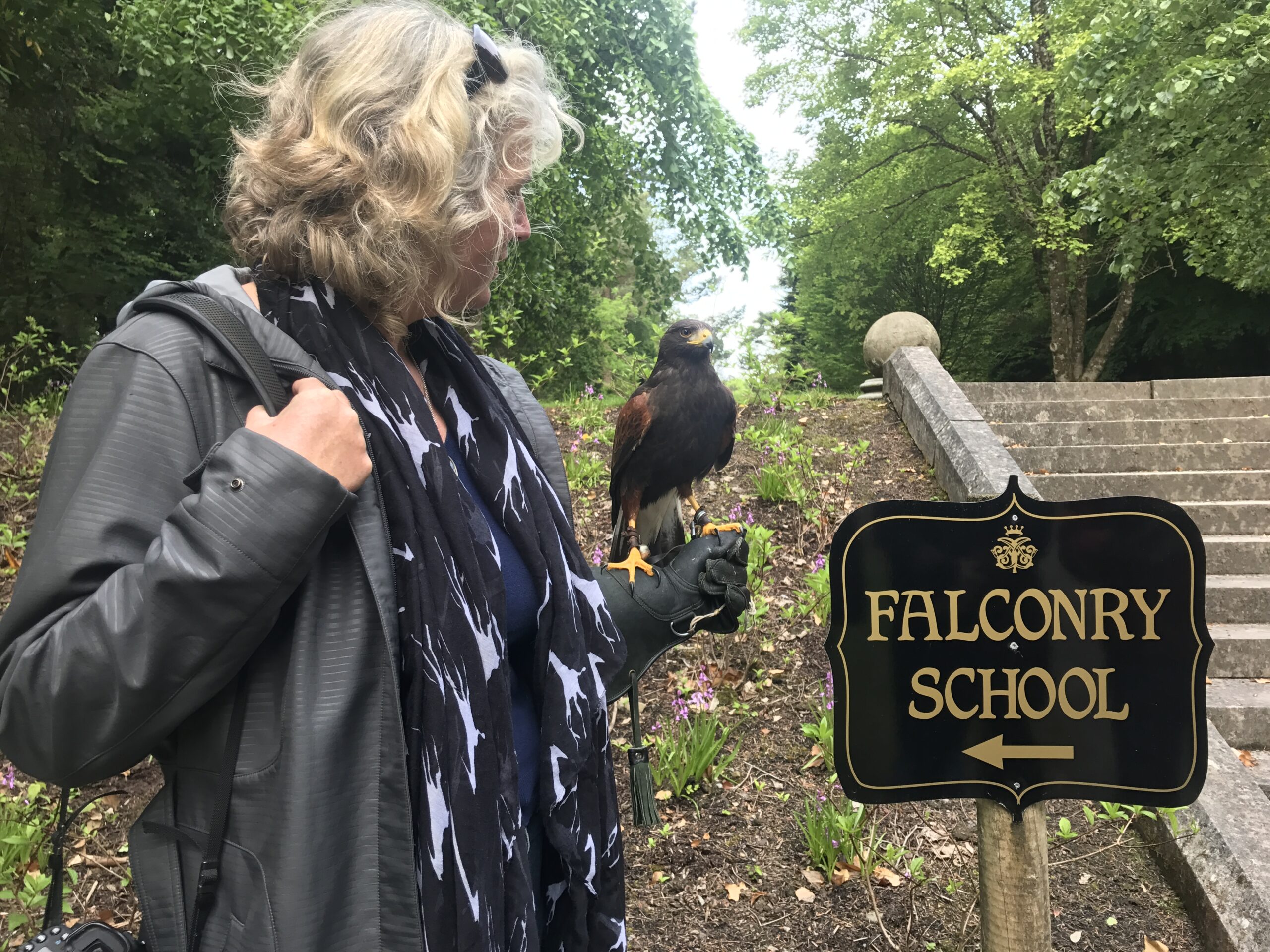 A Guide to Falconry in Galway